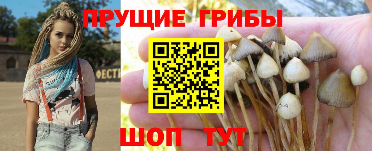 Звенигород  Псилоцибиновые грибы Cubensis  Вход с VPN 